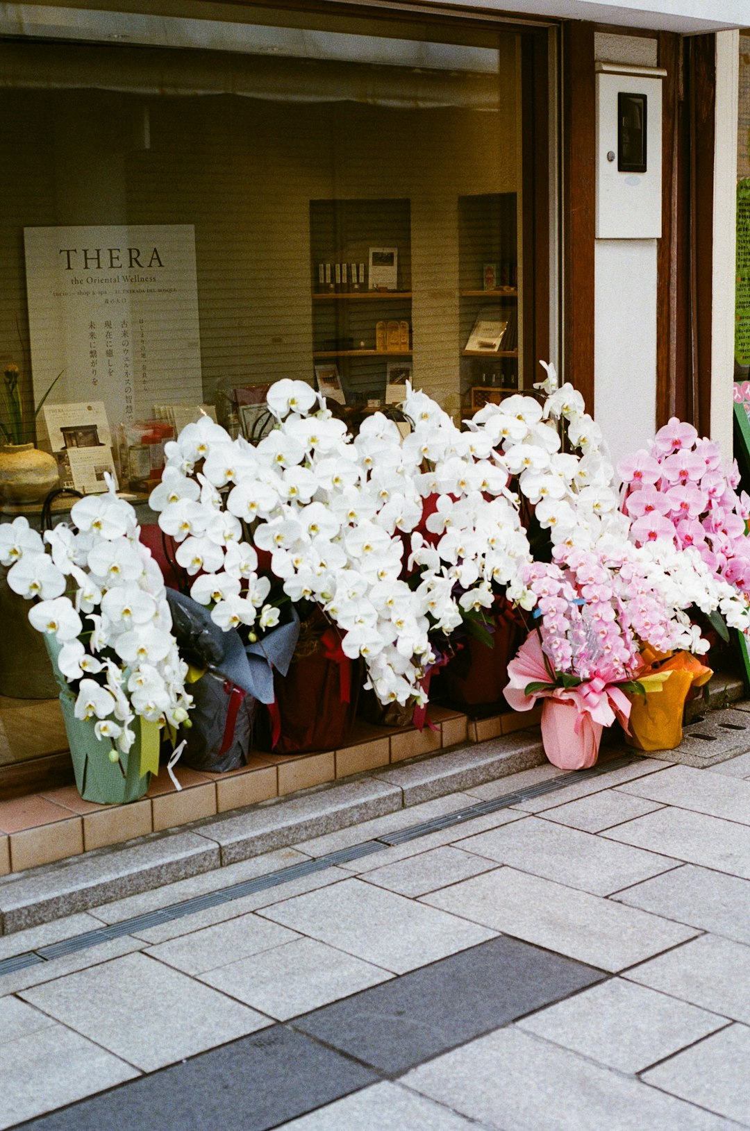 a-bunch-of-flowers-that-are-sitting-outside-of-a-store-k9md9hjcnpm